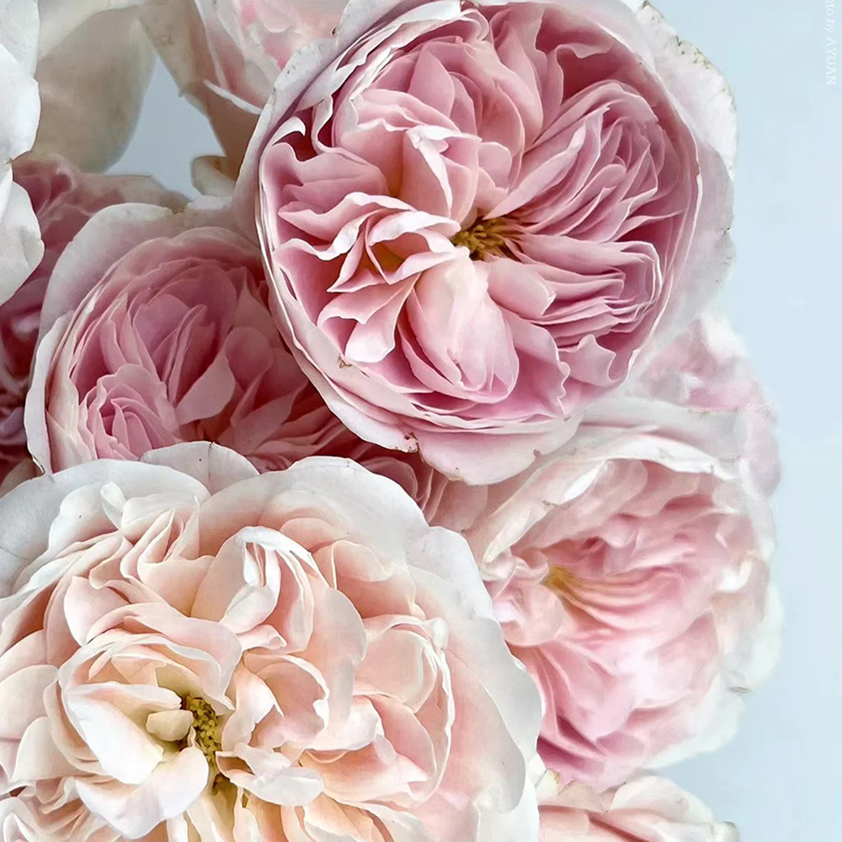 Chiffon | Netherlands Florist Shrub Rose | Nude-cream-blush cupped blooms | Wedding favorite | Own root