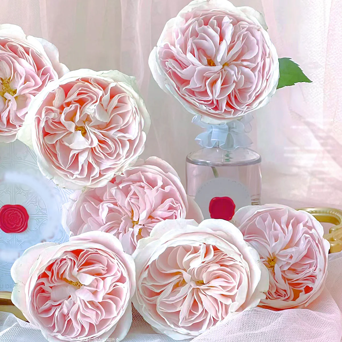 Chiffon | Netherlands Florist Shrub Rose | Nude-cream-blush cupped blooms | Wedding favorite | Own root