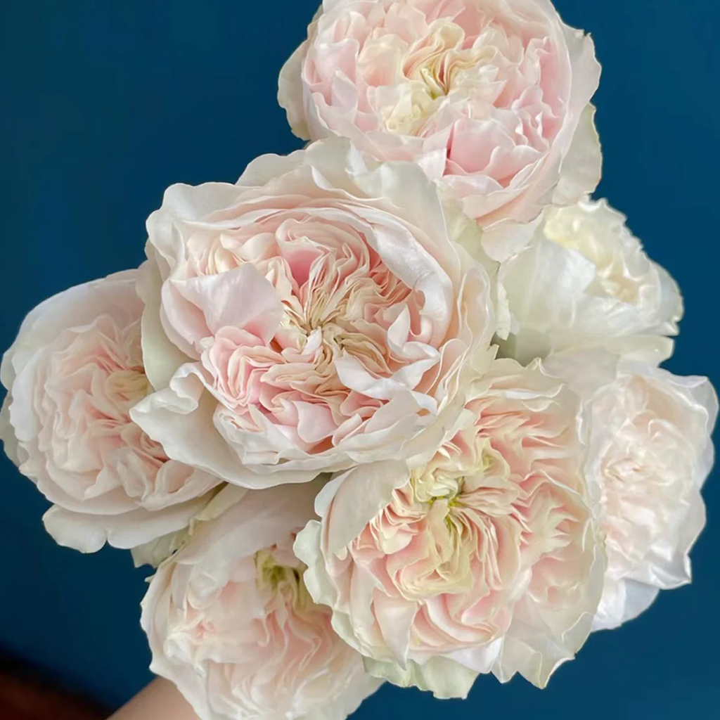 Chiffon | Netherlands Florist Shrub Rose | Nude-cream-blush cupped blooms | Wedding favorite | Own root