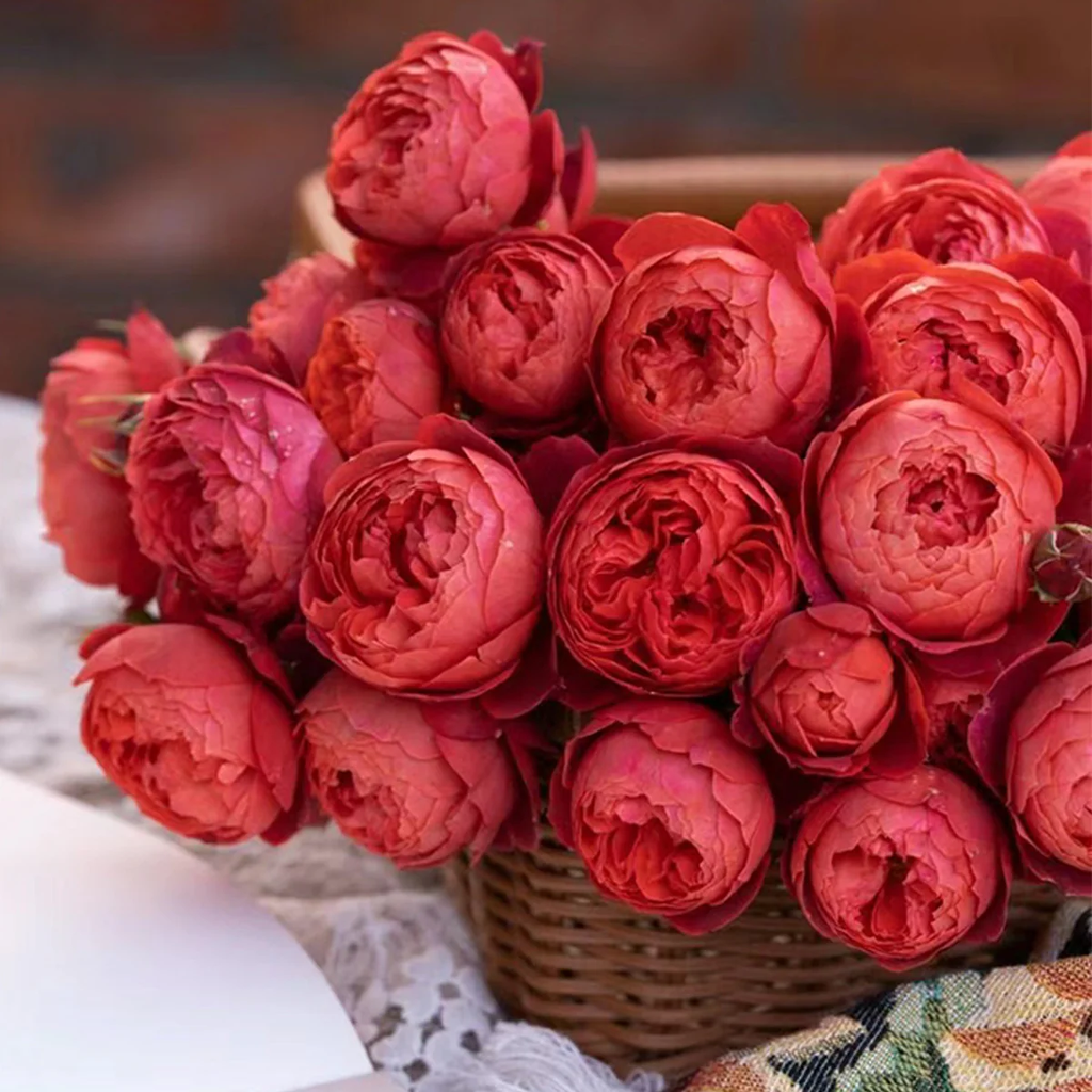 Zhushawan | Cinnabar Bowl | Chinese Florist | Tian Lang Rose | Cup Shape | Own root