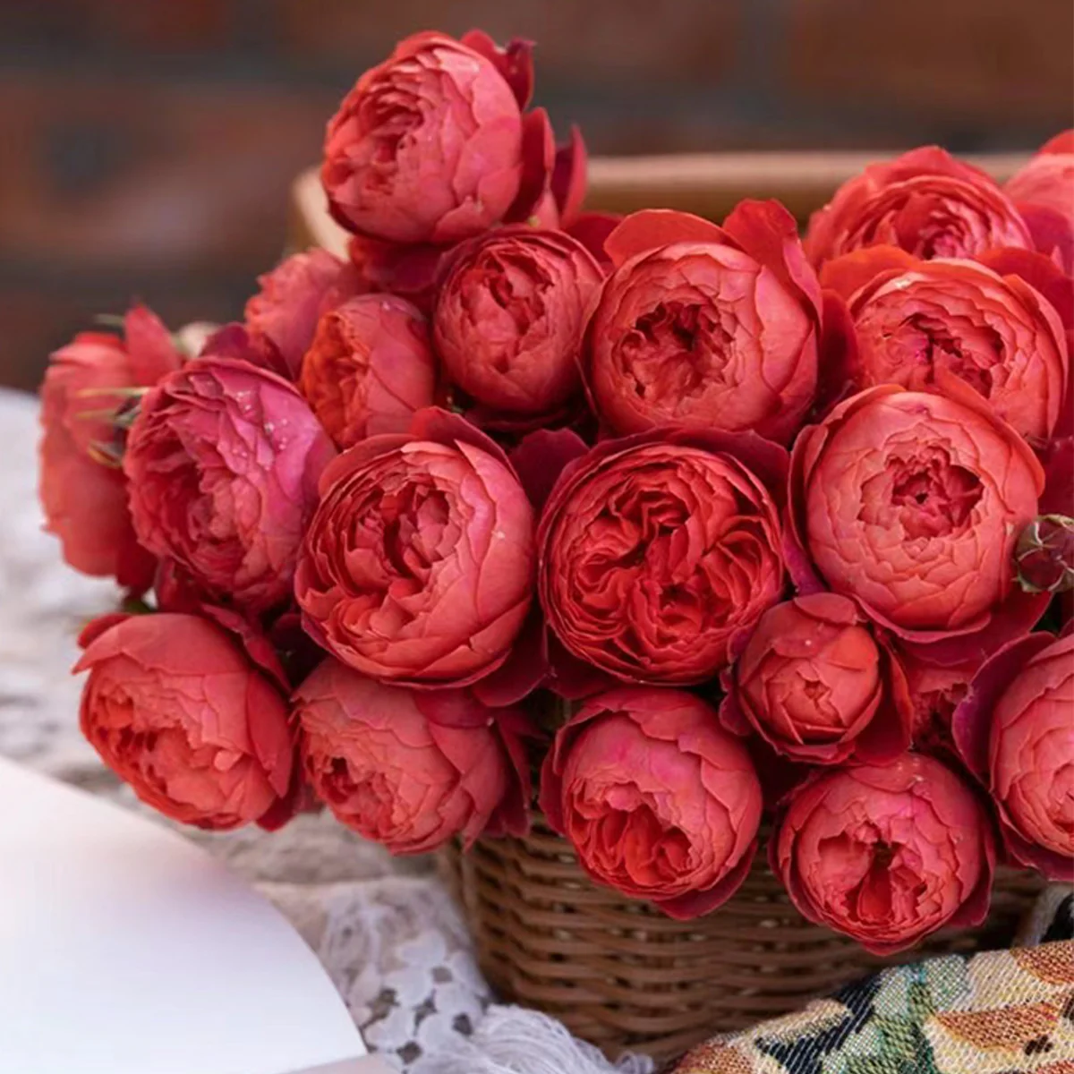 Zhushawan | Cinnabar Bowl | Chinese Florist | Tian Lang Rose | Cup Shape | Own root