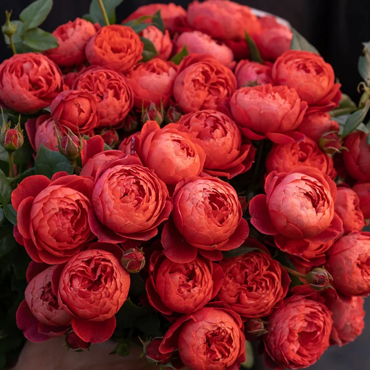 Zhushawan | Cinnabar Bowl | Chinese Florist | Tian Lang Rose | Cup Shape | Own root