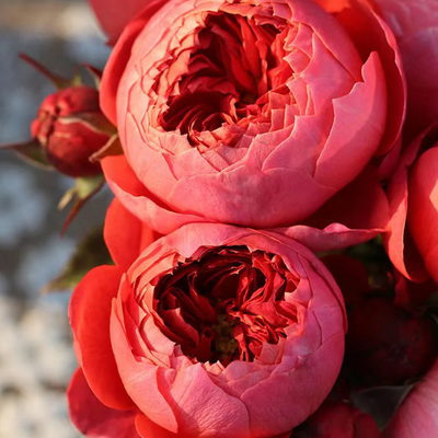 Zhushawan | Cinnabar Bowl | Chinese Florist | Tian Lang Rose | Cup Shape | Own root