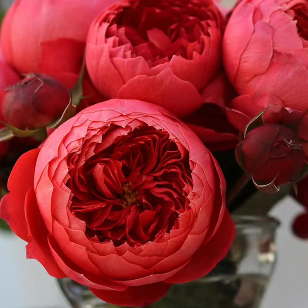 Zhushawan | Cinnabar Bowl | Chinese Florist | Tian Lang Rose | Cup Shape | Own root