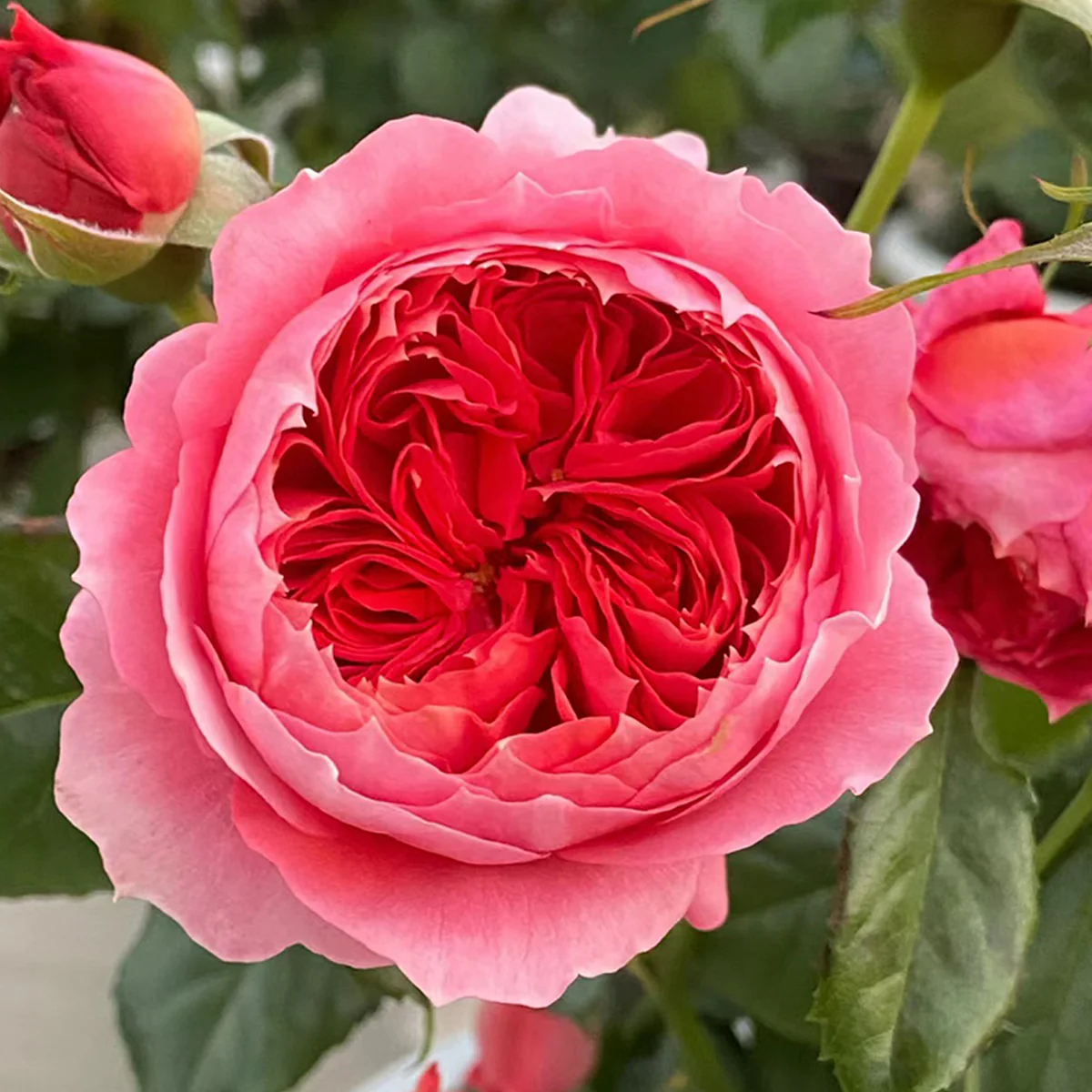 Zhushawan | Cinnabar Bowl | Chinese Florist | Tian Lang Rose | Cup Shape | Own root