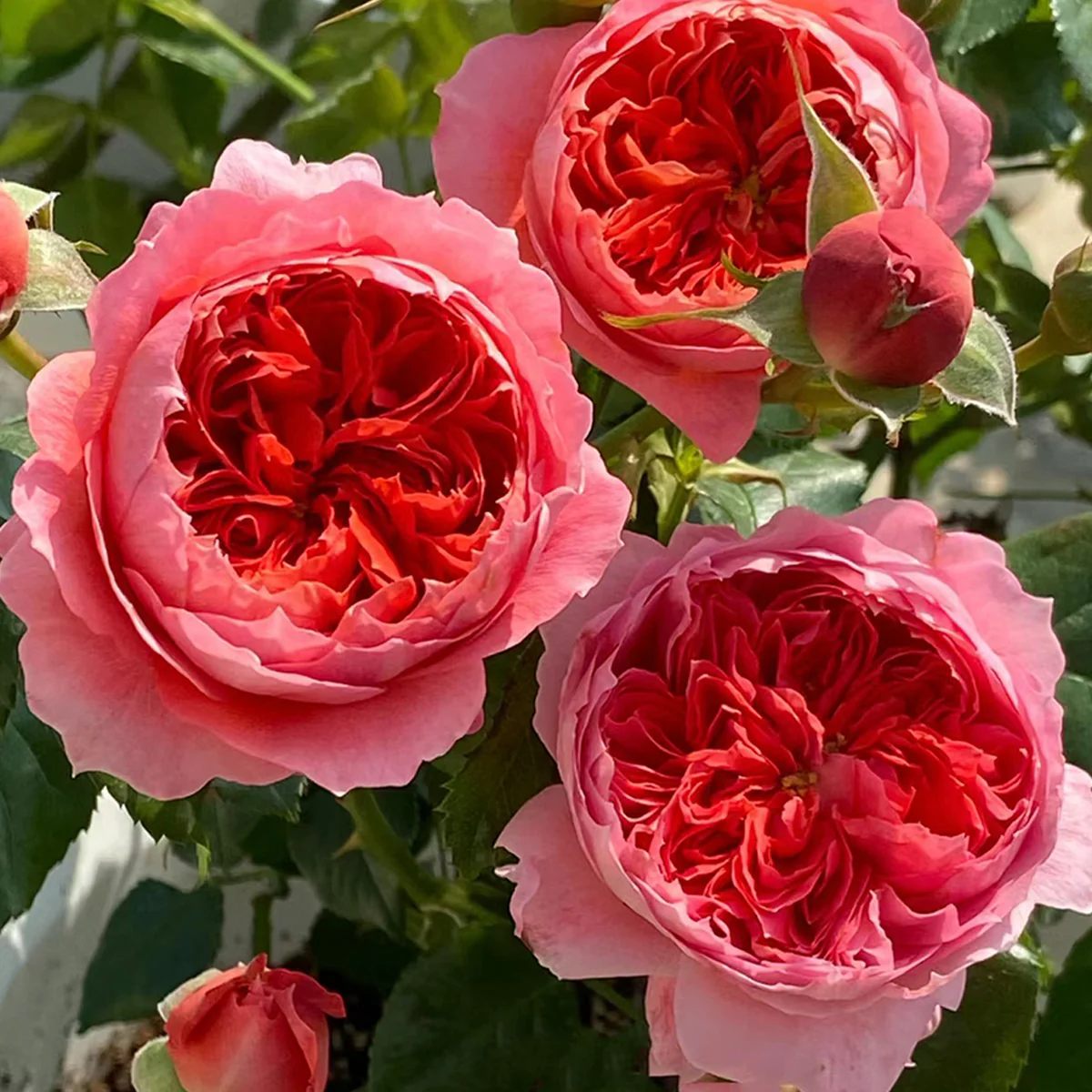 Zhushawan | Cinnabar Bowl | Chinese Florist | Tian Lang Rose | Cup Shape | Own root
