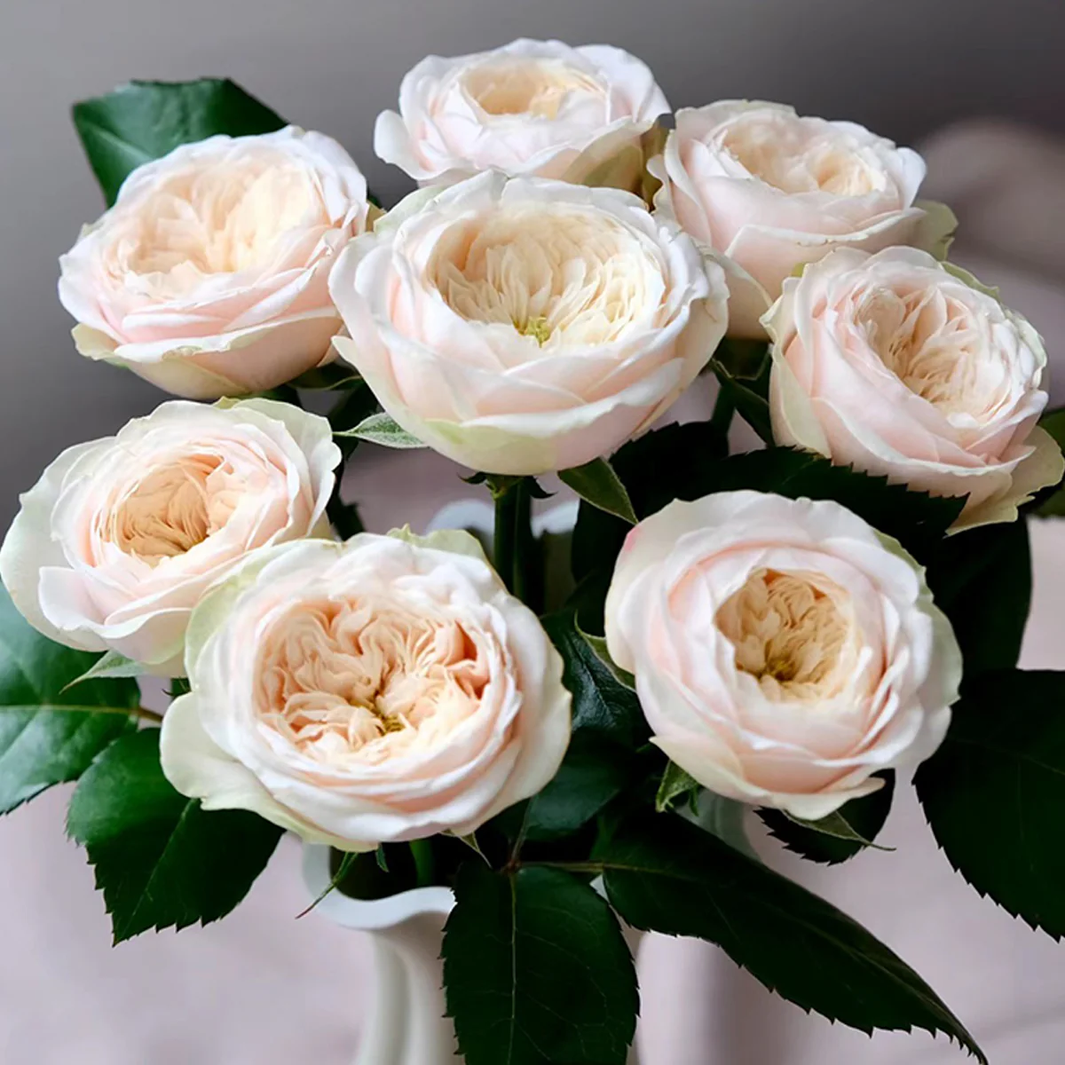 Darlington | Netherlands Florist Shrub Rose | Cream‑peach classic blooms | Long vase life | Own root