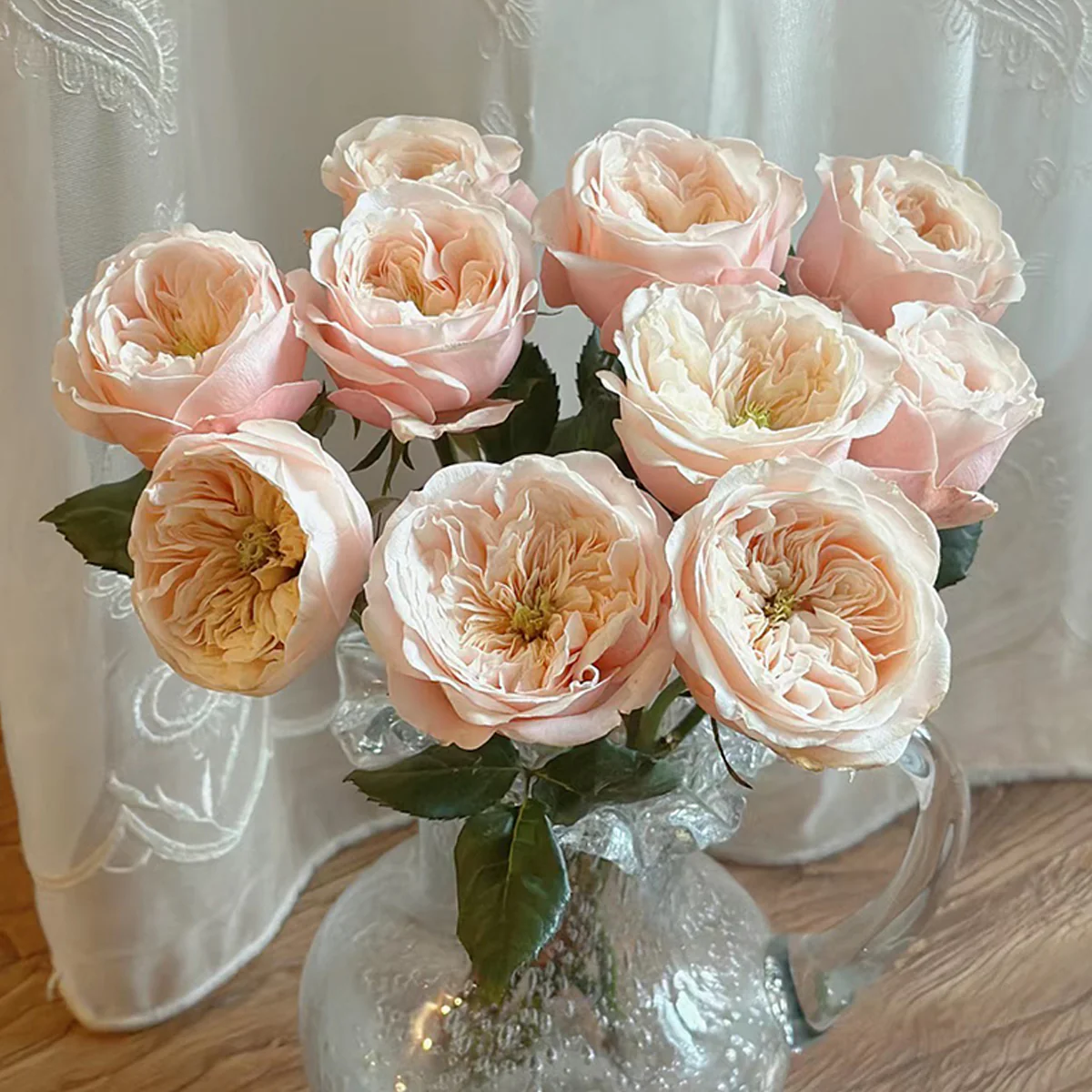 Darlington | Netherlands Florist Shrub Rose | Cream‑peach classic blooms | Long vase life | Own root