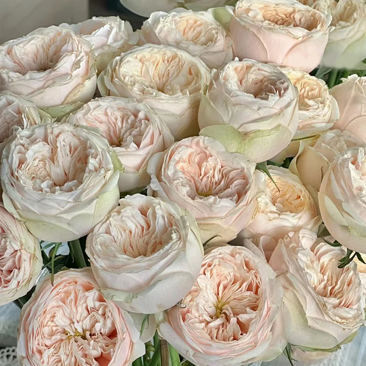 Darlington | Netherlands Florist Shrub Rose | Cream‑peach classic blooms | Long vase life | Own root