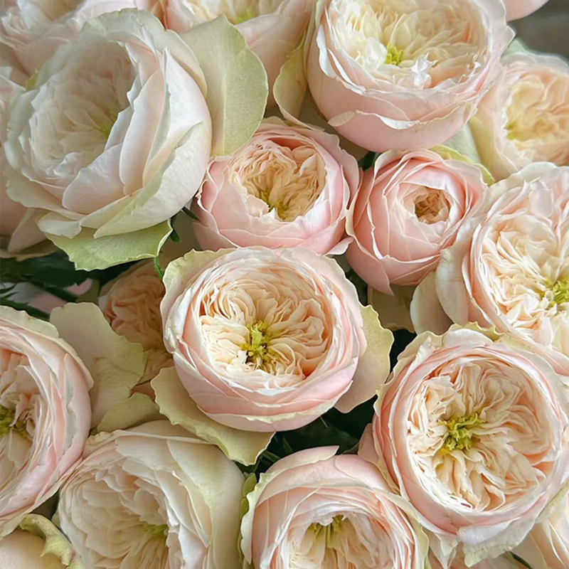 Florist Rose collection, Darlington | Netherlands Florist Shrub Rose | Cream‑peach classic blooms | Long vase life | Own root