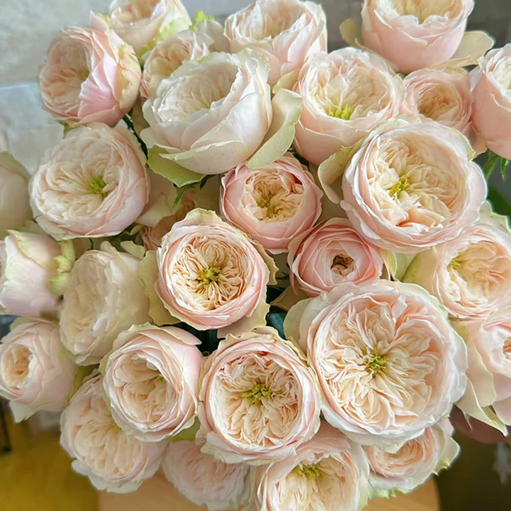 Darlington | Netherlands Florist Shrub Rose | Cream‑peach classic blooms | Long vase life | Own root