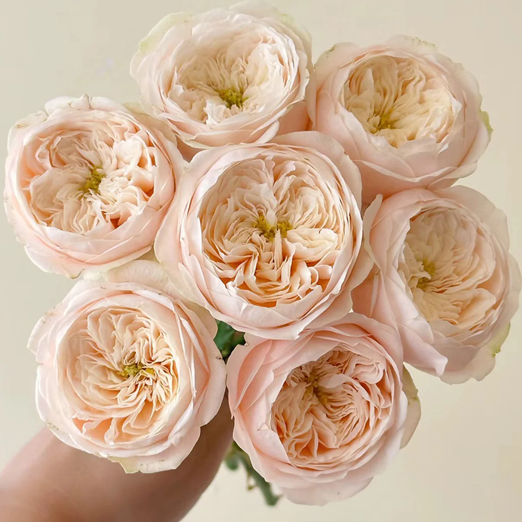 Darlington | Netherlands Florist Shrub Rose | Cream‑peach classic blooms | Long vase life | Own root