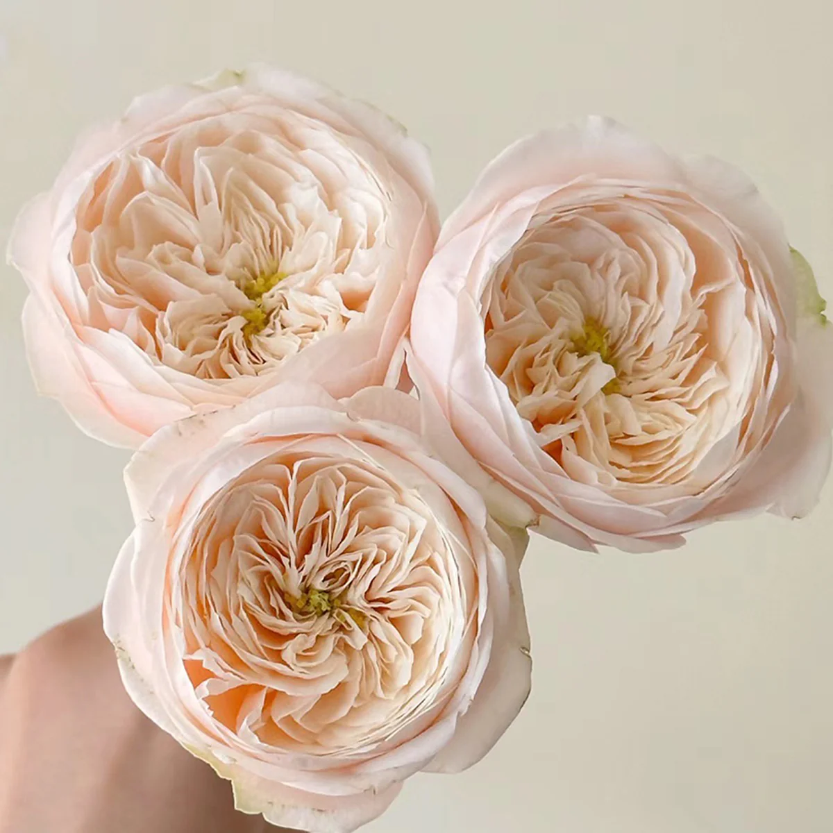 Darlington | Netherlands Florist Shrub Rose | Cream‑peach classic blooms | Long vase life | Own root