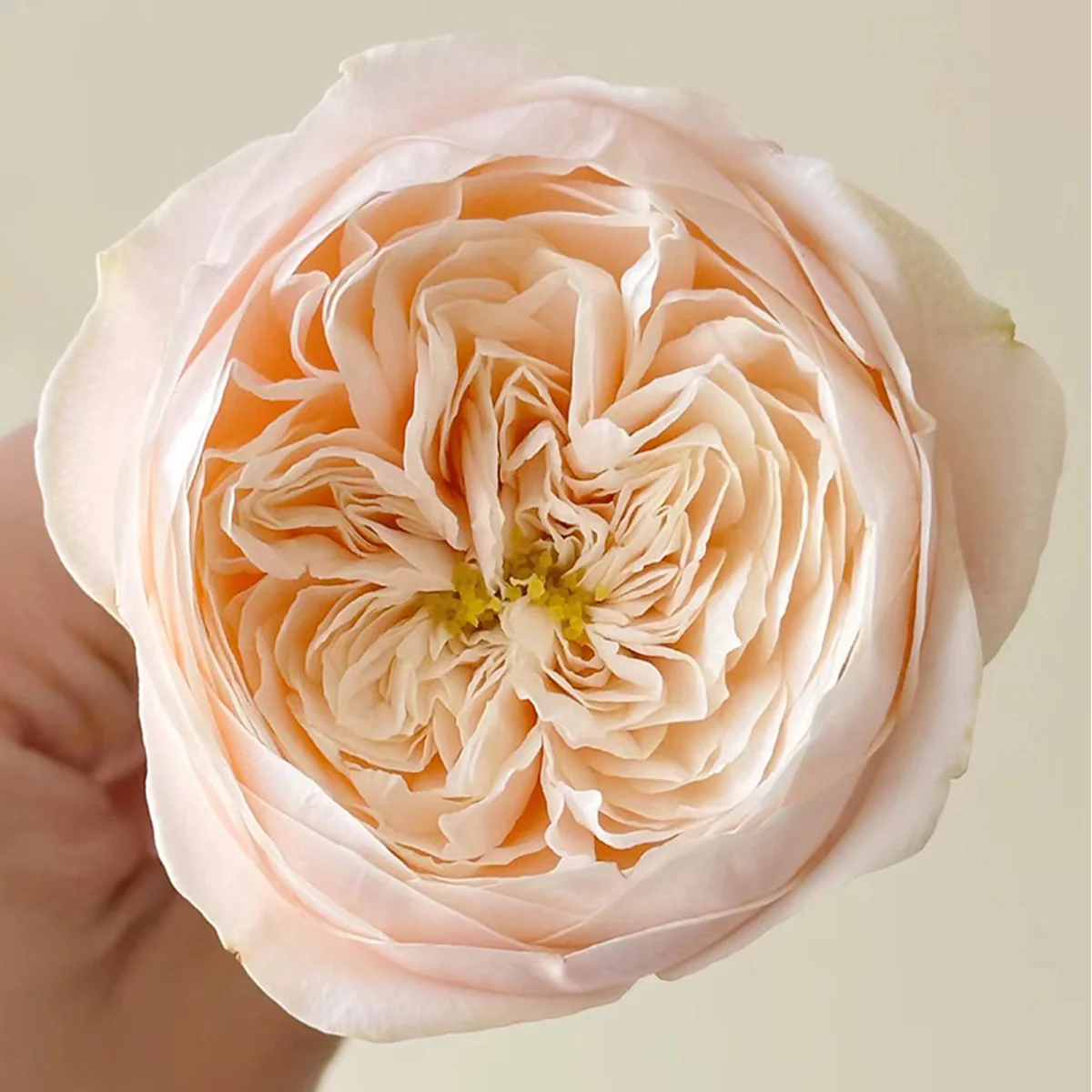 Darlington | Netherlands Florist Shrub Rose | Cream‑peach classic blooms | Long vase life | Own root