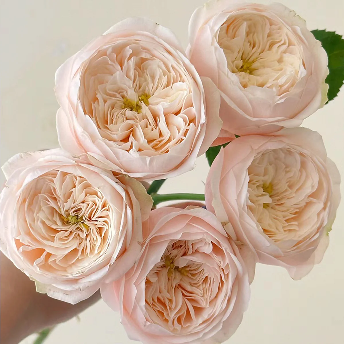 Darlington | Netherlands Florist Shrub Rose | Cream‑peach classic blooms | Long vase life | Own root