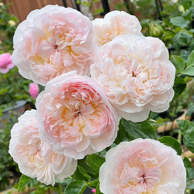 AUSsaucer | English Garden Shrub Rose | Exceptional bloom size | Old rose aroma | Own root