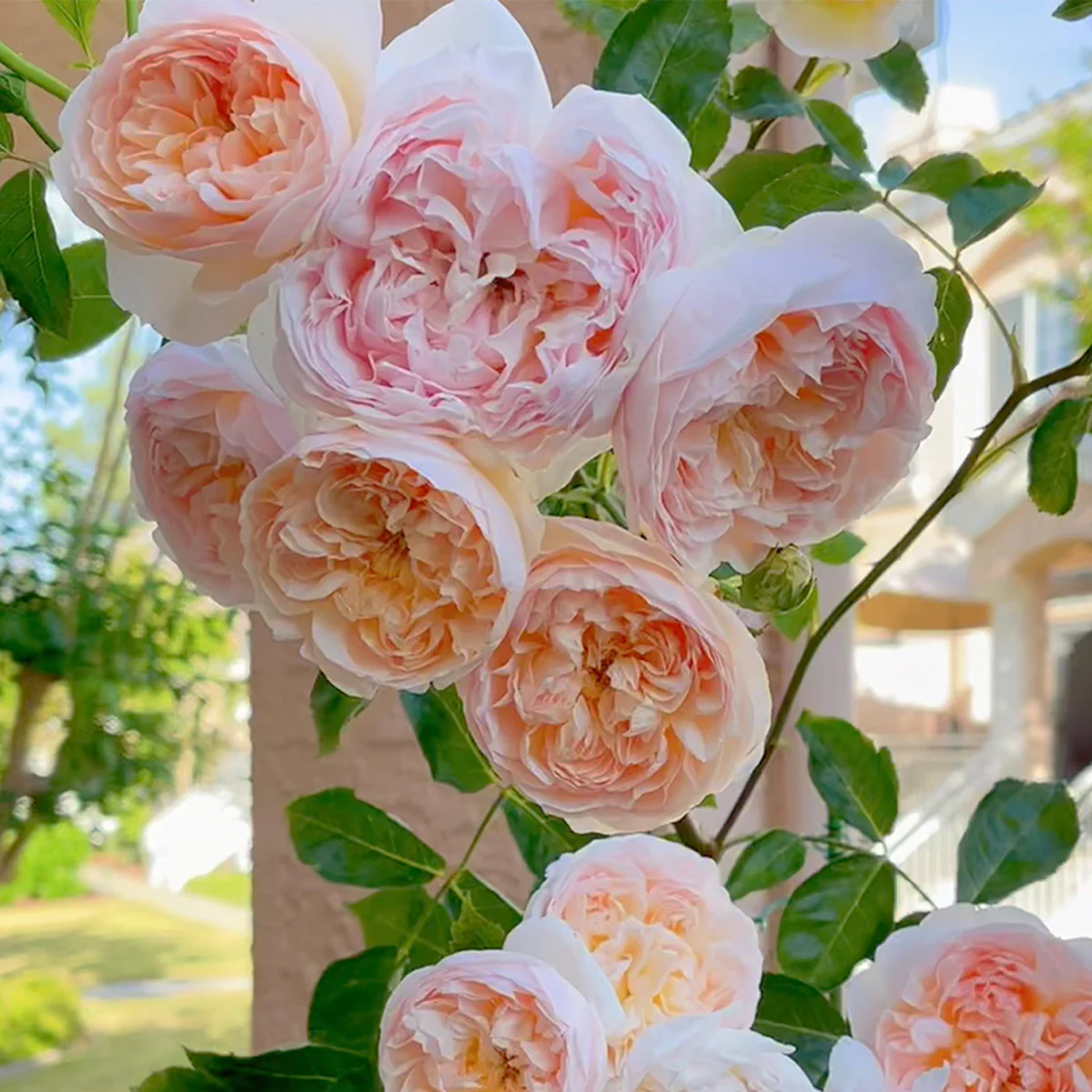 AUSsaucer | English Garden Shrub Rose | Exceptional bloom size | Old rose aroma | Own root