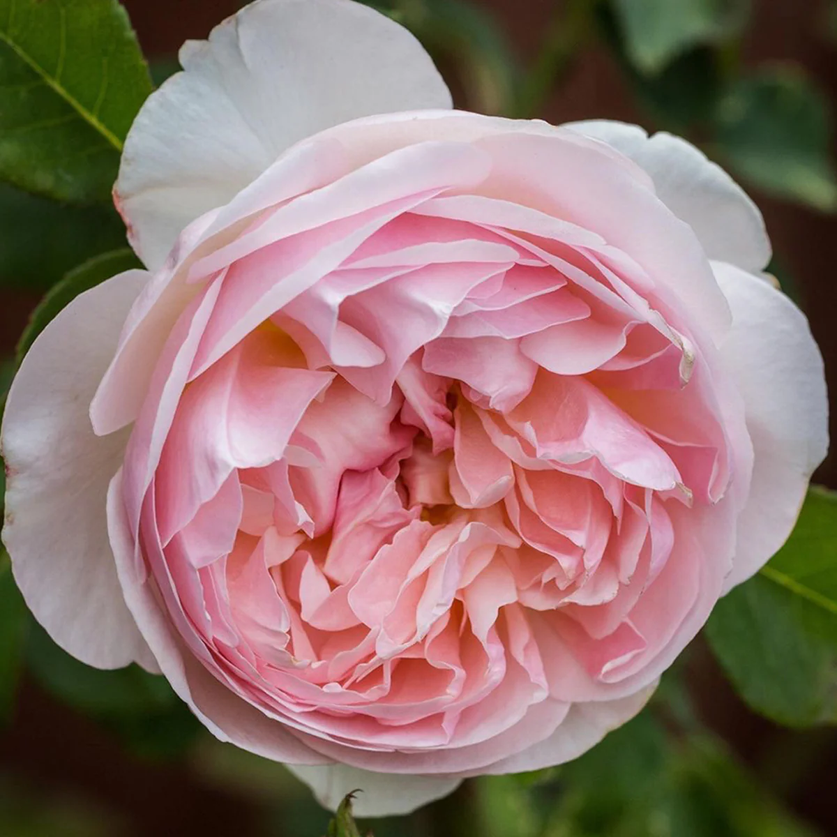 AUSsaucer | English Garden Shrub Rose | Exceptional bloom size | Old rose aroma | Own root