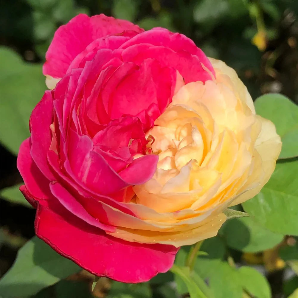Fugetsu | Japanese Florist Shrub Rose | Yellow blooms with pink accents | Mild tea fragrance | Own root