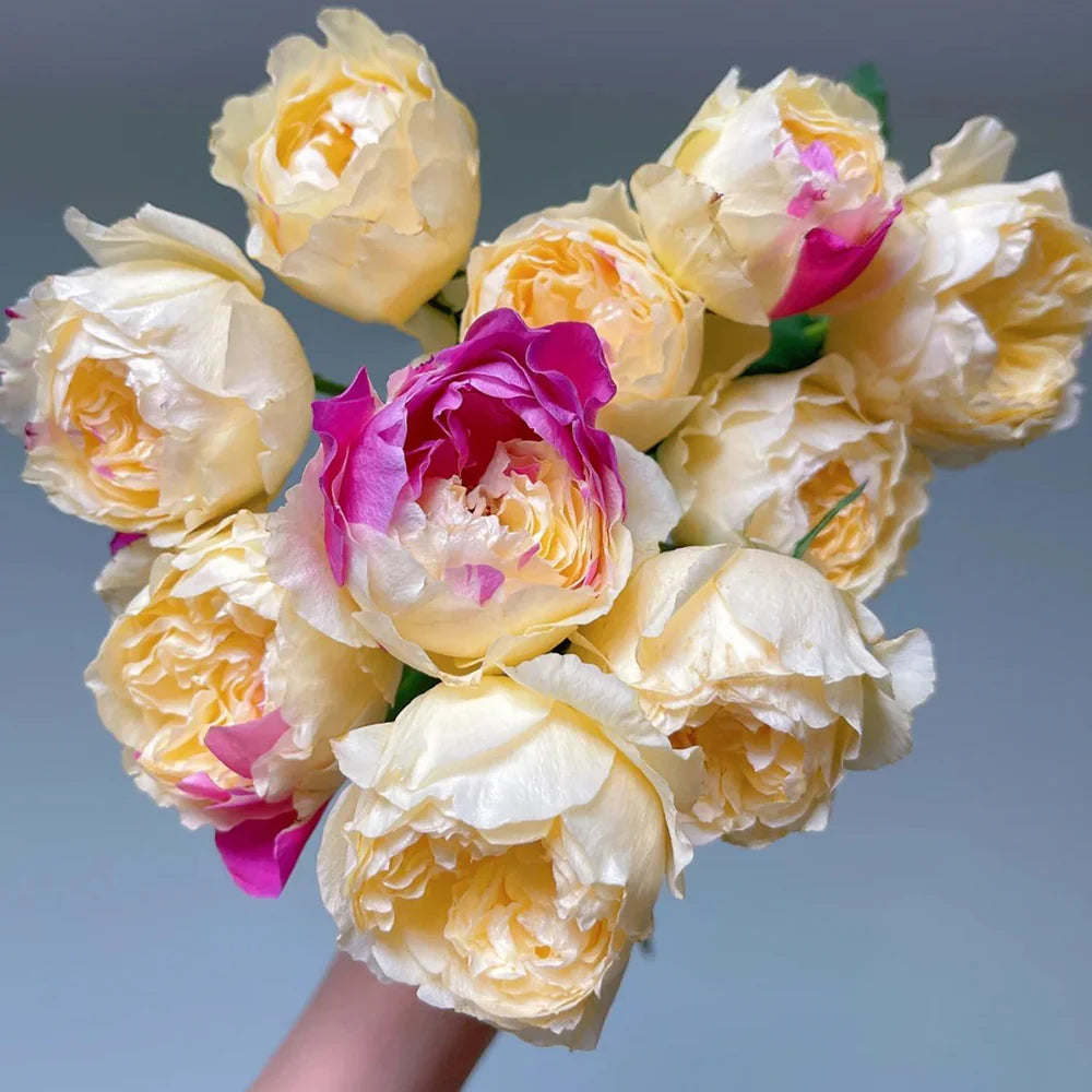 Fugetsu | Japanese Florist Shrub Rose | Yellow blooms with pink accents | Mild tea fragrance | Own root