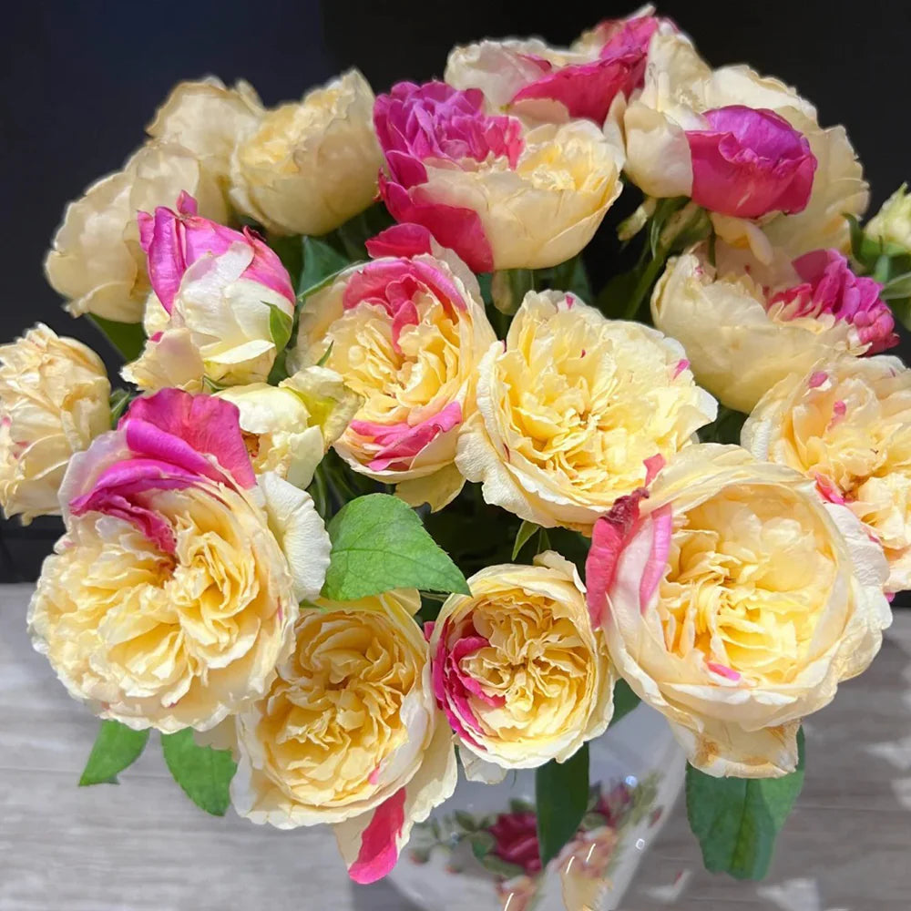 Fugetsu | Japanese Florist Shrub Rose | Yellow blooms with pink accents | Mild tea fragrance | Own root