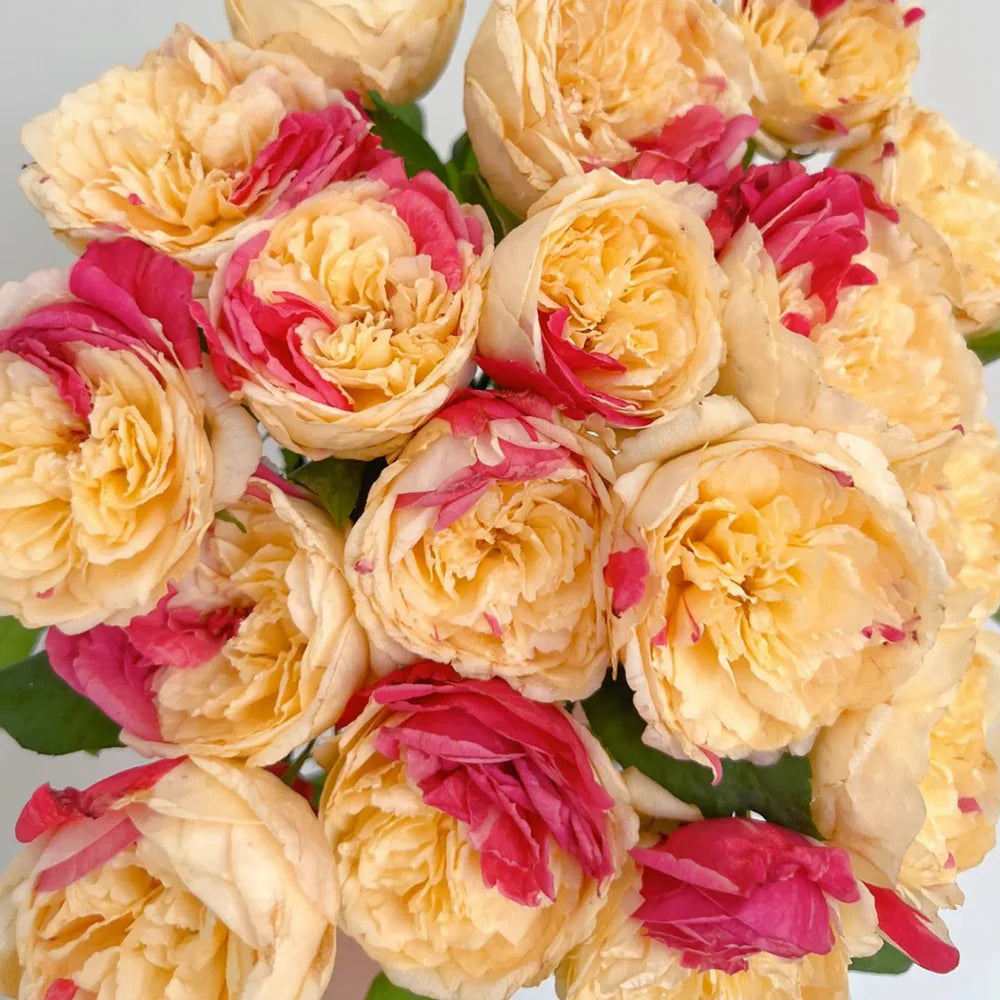 Fugetsu | Japanese Florist Shrub Rose | Yellow blooms with pink accents | Mild tea fragrance | Own root