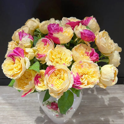 Fugetsu | Japanese Florist Shrub Rose | Yellow blooms with pink accents | Mild tea fragrance | Own root