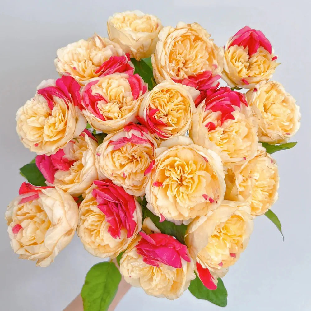 Fugetsu | Japanese Florist Shrub Rose | Yellow blooms with pink accents | Mild tea fragrance | Own root