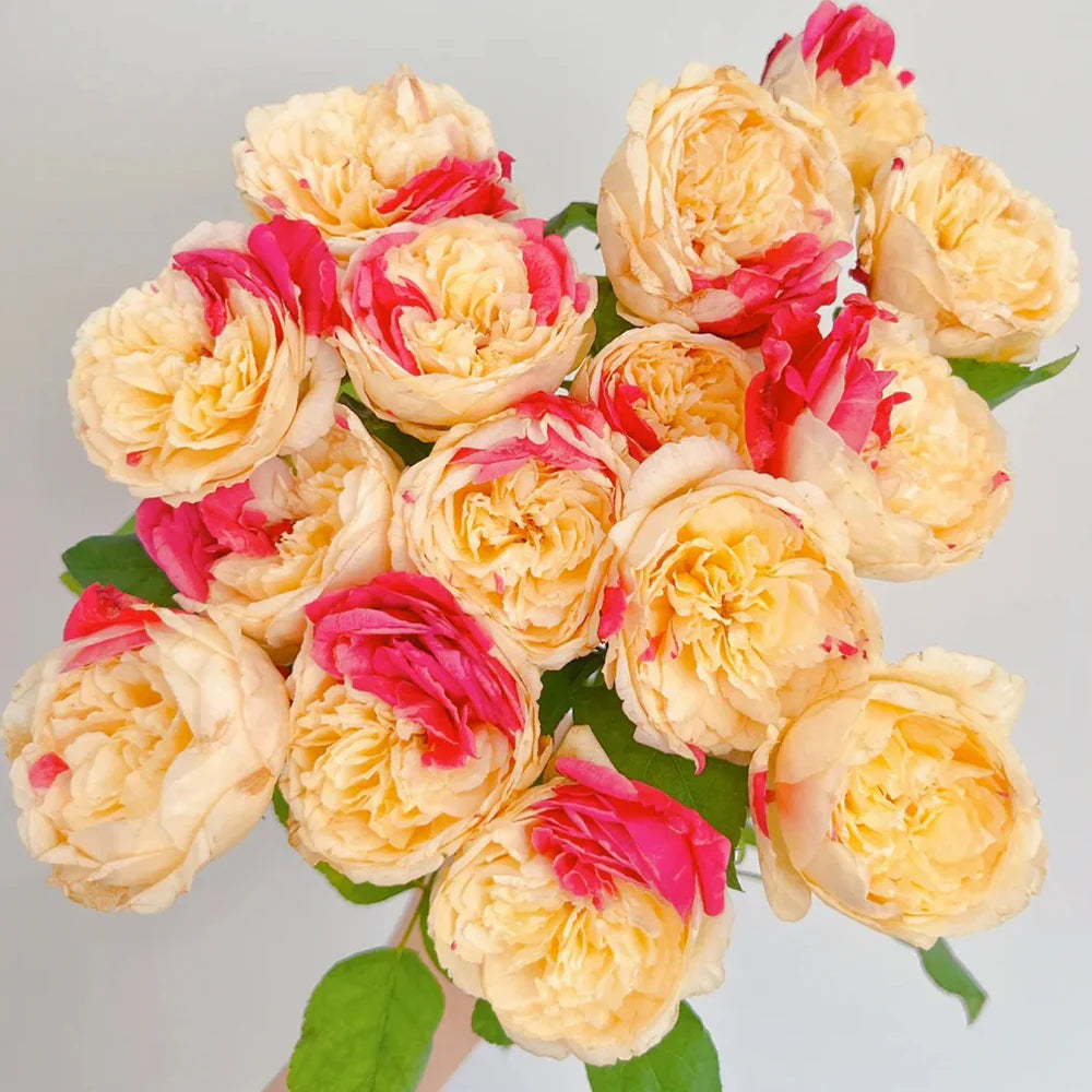 Fugetsu | Japanese Florist Shrub Rose | Yellow blooms with pink accents | Mild tea fragrance | Own root