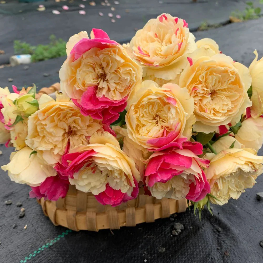 Fugetsu | Japanese Florist Shrub Rose | Yellow blooms with pink accents | Mild tea fragrance | Own root