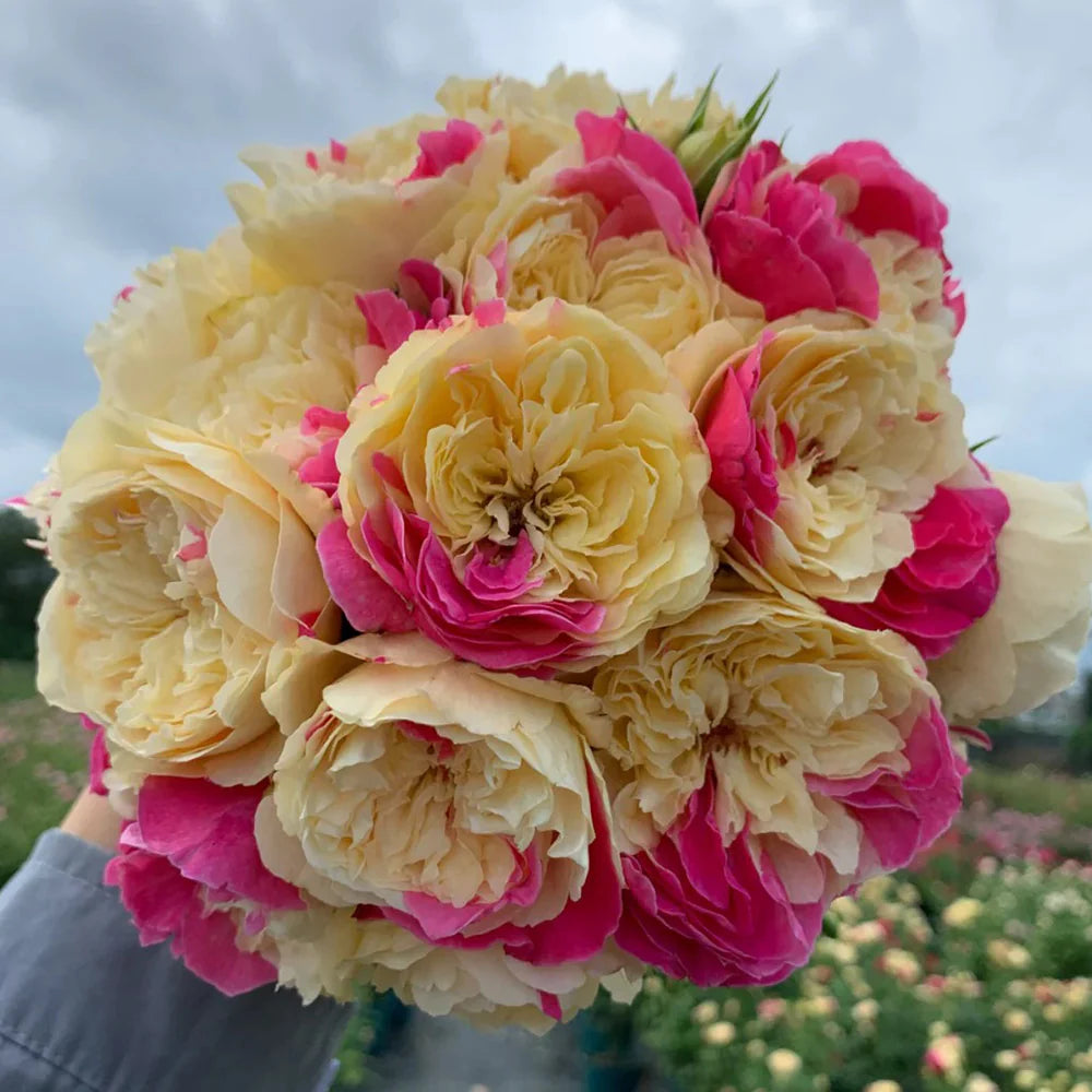 Fugetsu | Japanese Florist Shrub Rose | Yellow blooms with pink accents | Mild tea fragrance | Own root