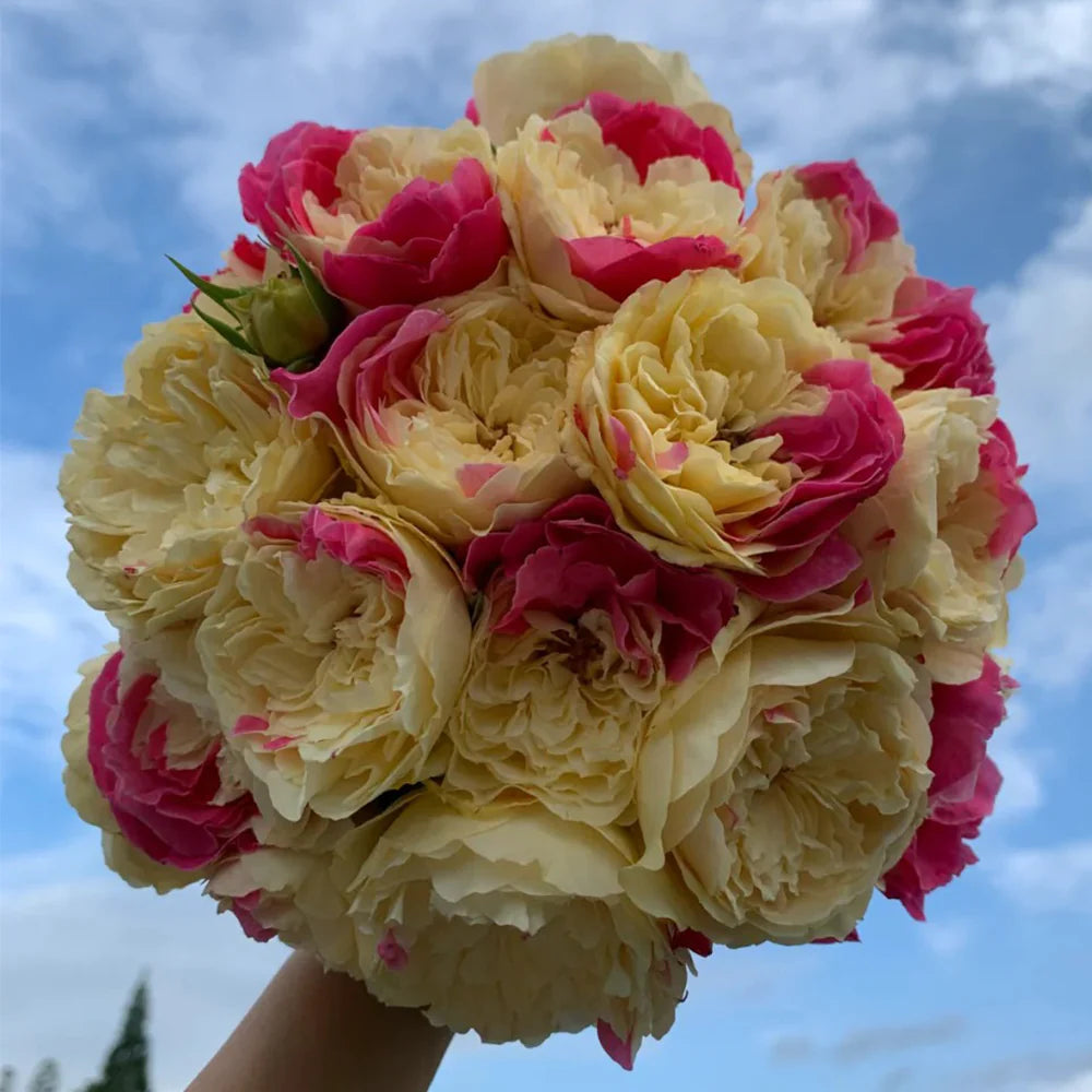 Fugetsu | Japanese Florist Shrub Rose | Yellow blooms with pink accents | Mild tea fragrance | Own root
