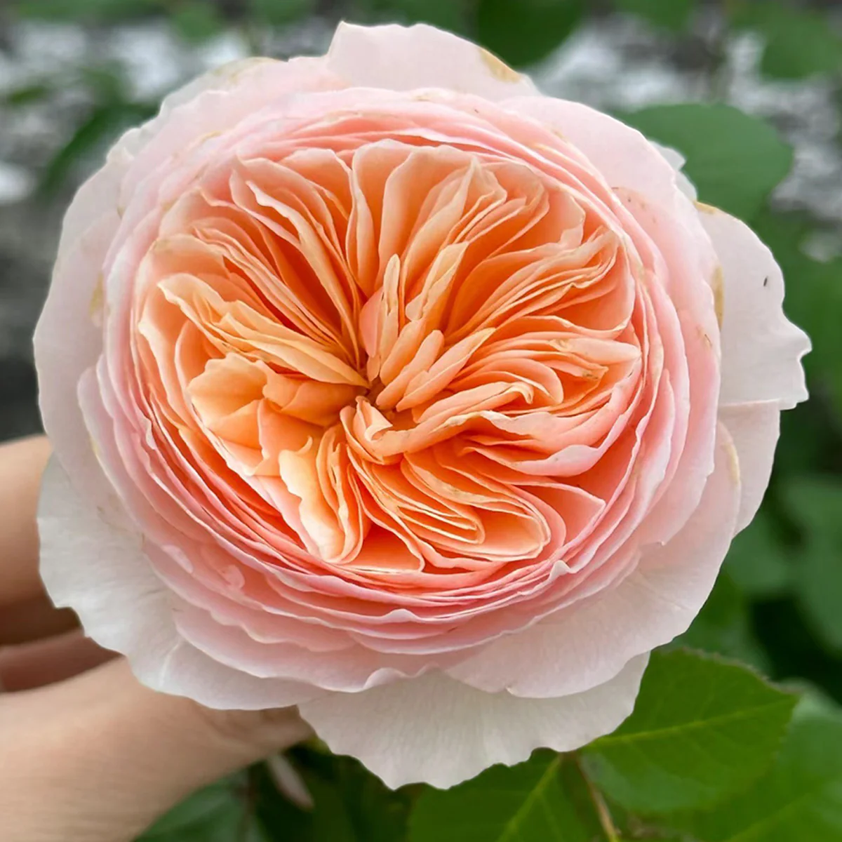 Han Xian | Climbing Rose | Rain-Resistant | Abundant Blooming | 2021 New Varieties | Strong Growth | Own root