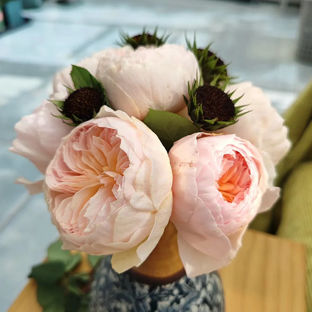 Han Xian | Climbing Rose | Rain-Resistant | Abundant Blooming | 2021 New Varieties | Strong Growth | Own root