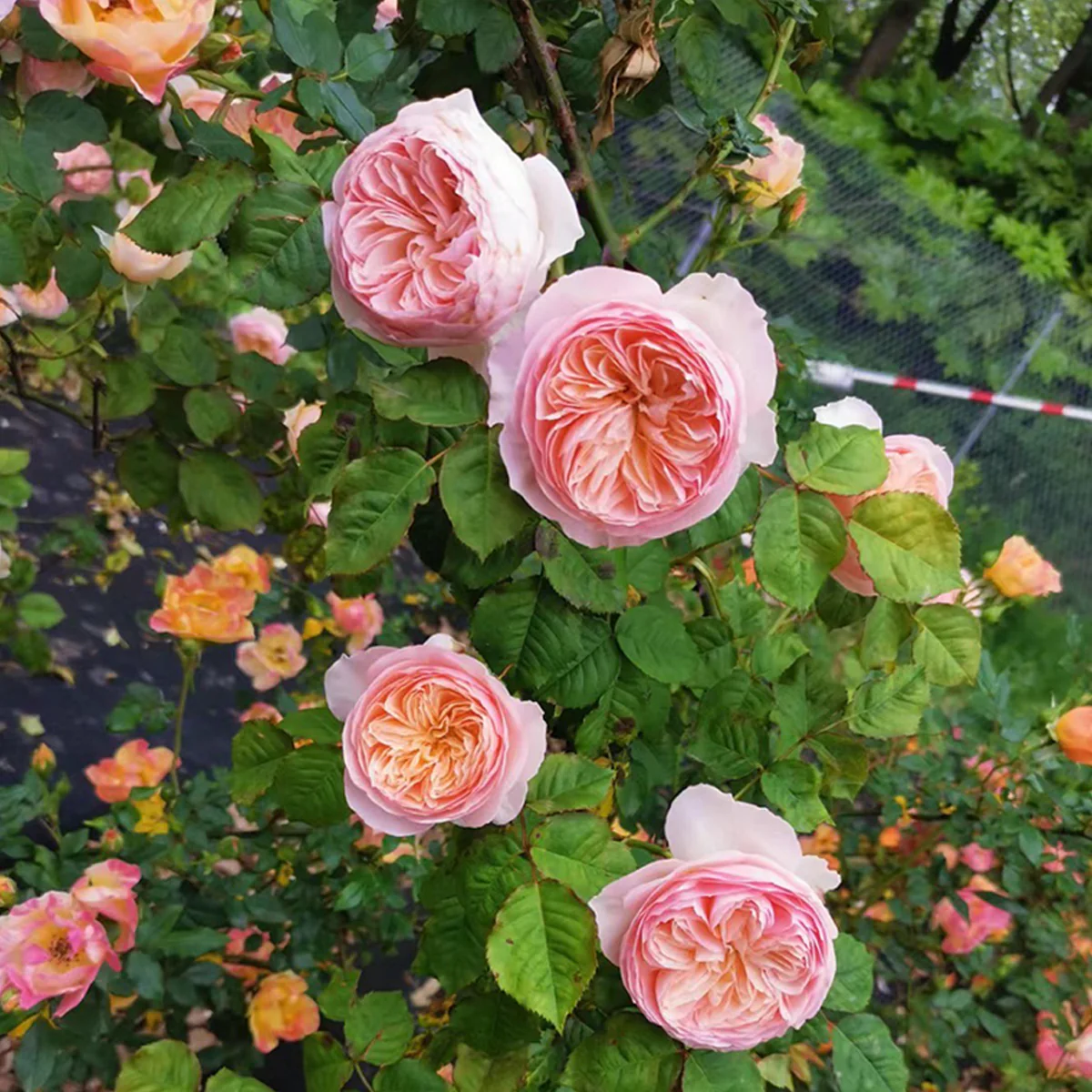 Han Xian | Climbing Rose | Rain-Resistant | Abundant Blooming | 2021 New Varieties | Strong Growth | Own root