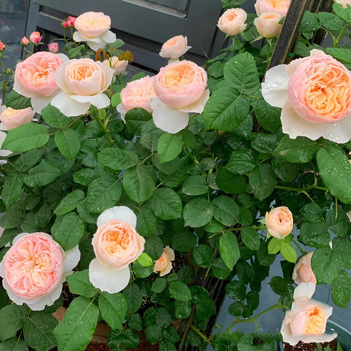 Han Xian | Climbing Rose | Rain-Resistant | Abundant Blooming | 2021 New Varieties | Strong Growth | Own root
