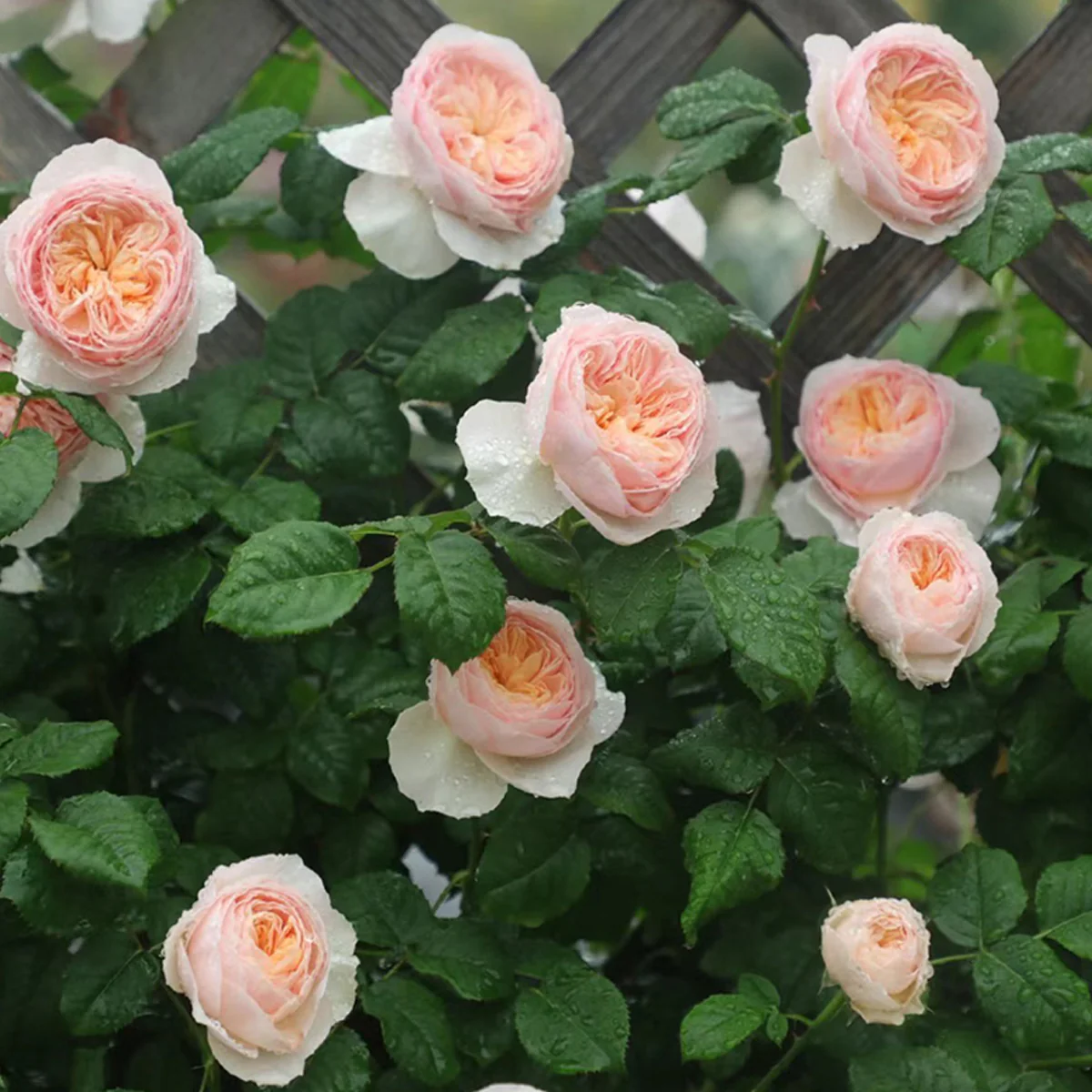 Han Xian | Climbing Rose | Rain-Resistant | Abundant Blooming | 2021 New Varieties | Strong Growth | Own root