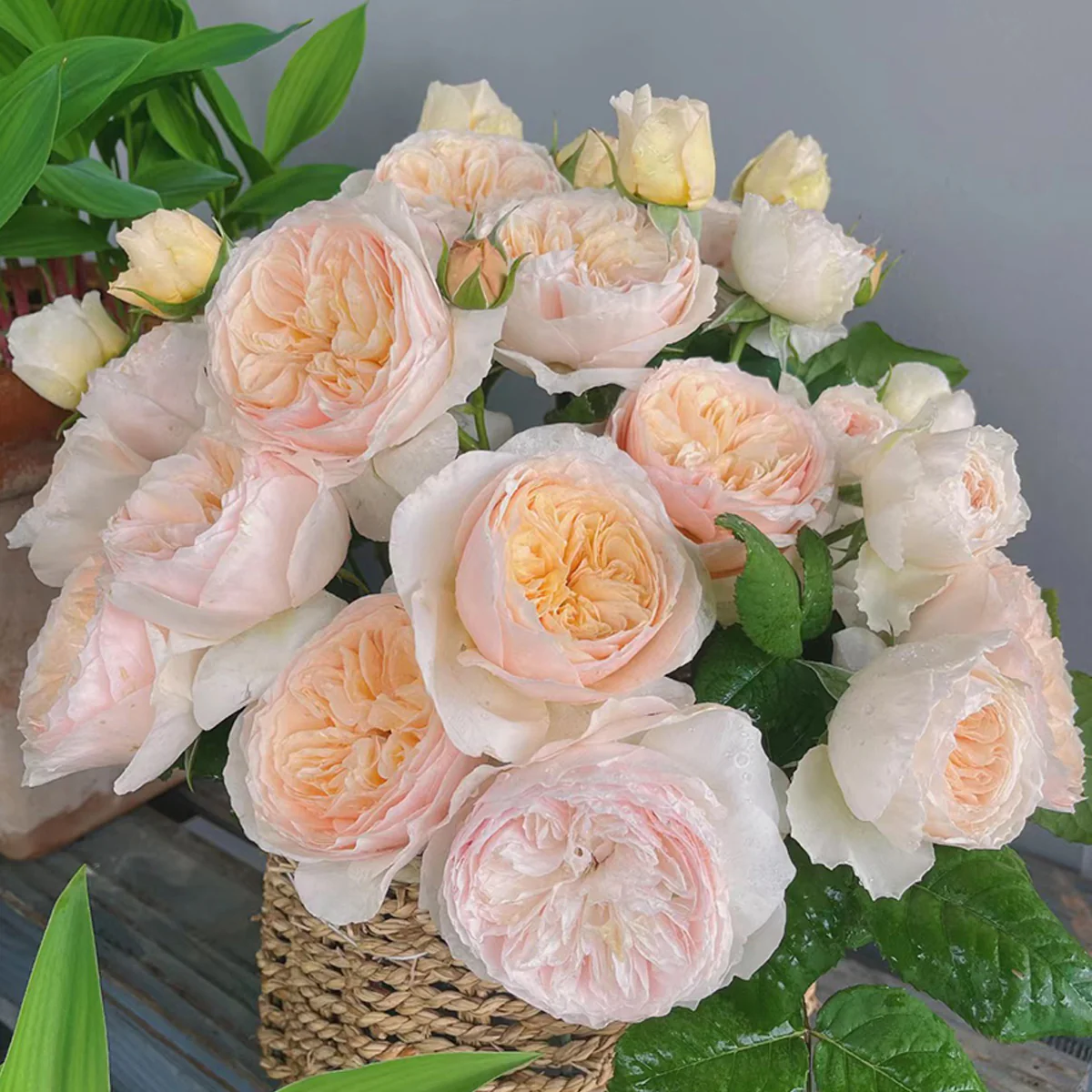 Han Xian | Climbing Rose | Rain-Resistant | Abundant Blooming | 2021 New Varieties | Strong Growth | Own root