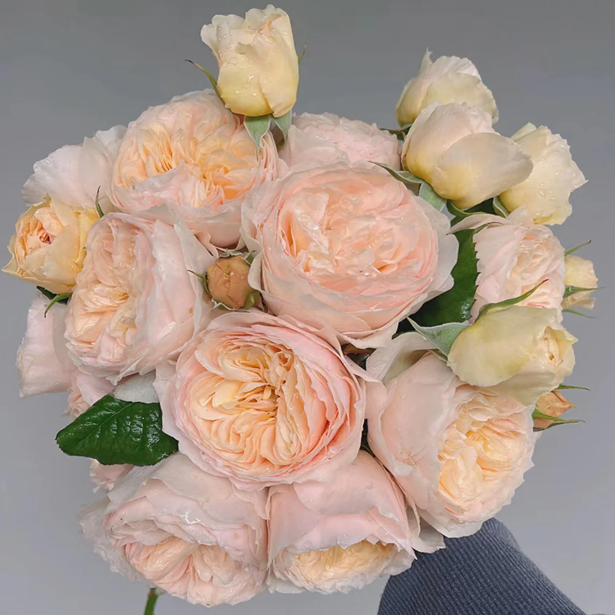 Han Xian | Climbing Rose | Rain-Resistant | Abundant Blooming | 2021 New Varieties | Strong Growth | Own root