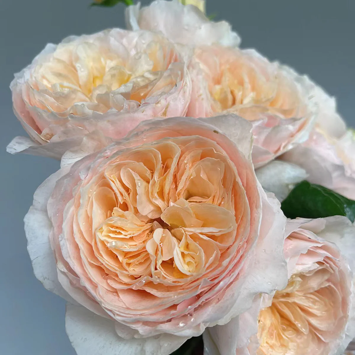 Han Xian | Climbing Rose | Rain-Resistant | Abundant Blooming | 2021 New Varieties | Strong Growth | Own root