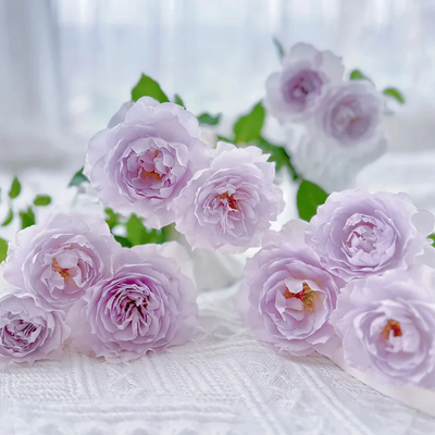 Jise | 霁色 | Chinese Florist Shrub Rose | Heat and disease resistant | Own root from Tianlang