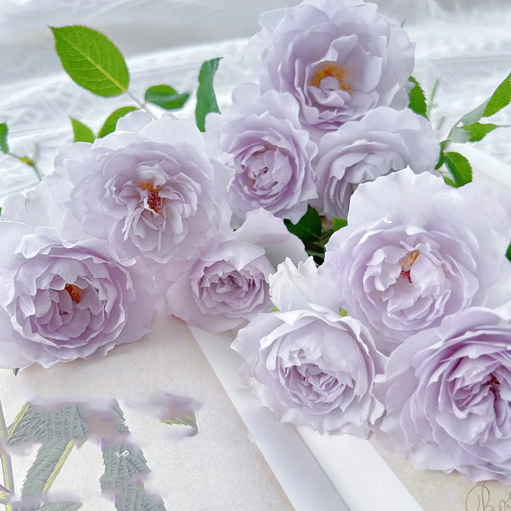 Jise | 霁色 | Chinese Florist Shrub Rose | Heat and disease resistant | Own root from Tianlang