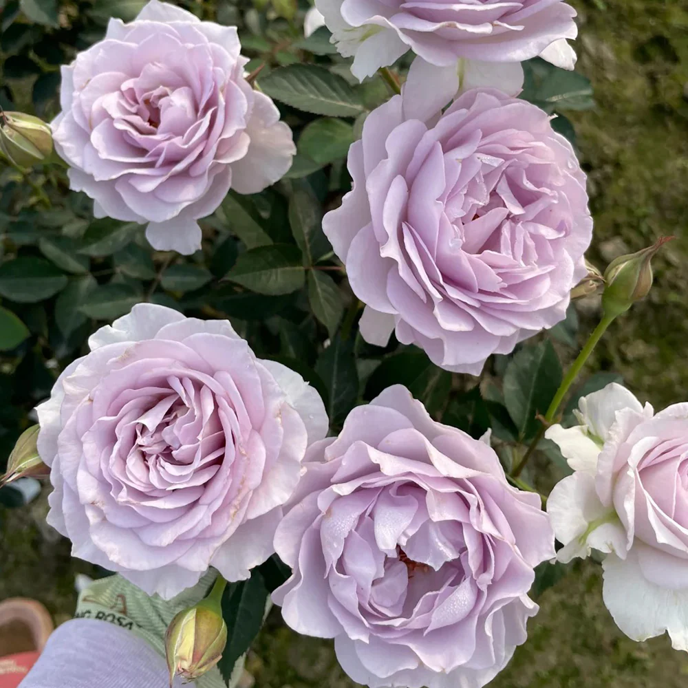Jise | 霁色 | Chinese Florist Shrub Rose | Heat and disease resistant | Own root from Tianlang