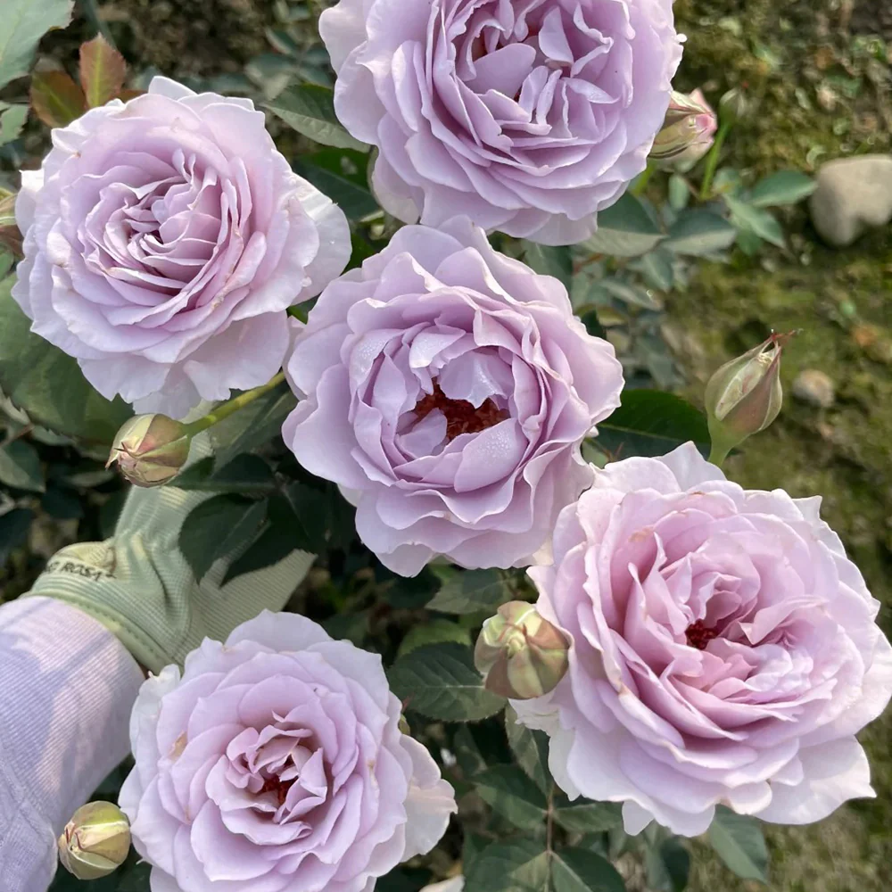 Jise | 霁色 | Chinese Florist Shrub Rose | Heat and disease resistant | Own root from Tianlang