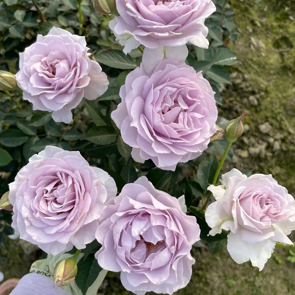 Jise | 霁色 | Chinese Florist Shrub Rose | Heat and disease resistant | Own root from Tianlang