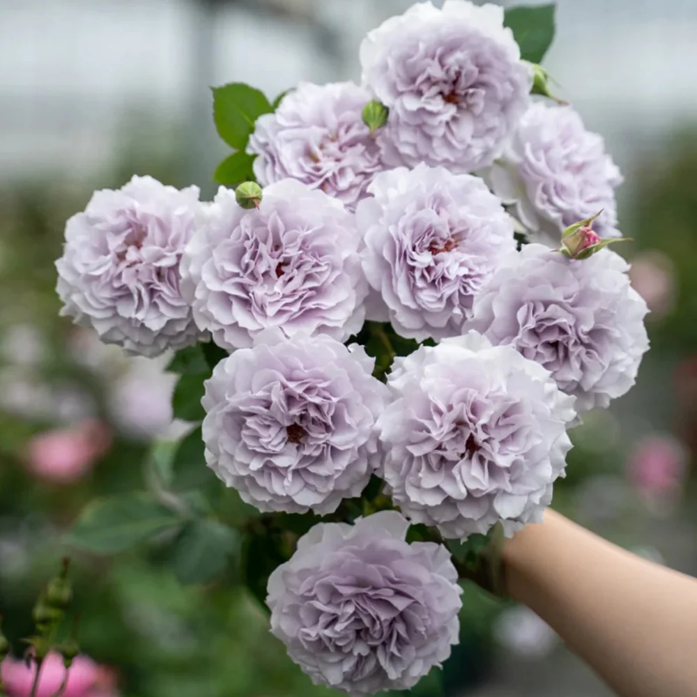 Jise | 霁色 | Chinese Florist Shrub Rose | Heat and disease resistant | Own root from Tianlang