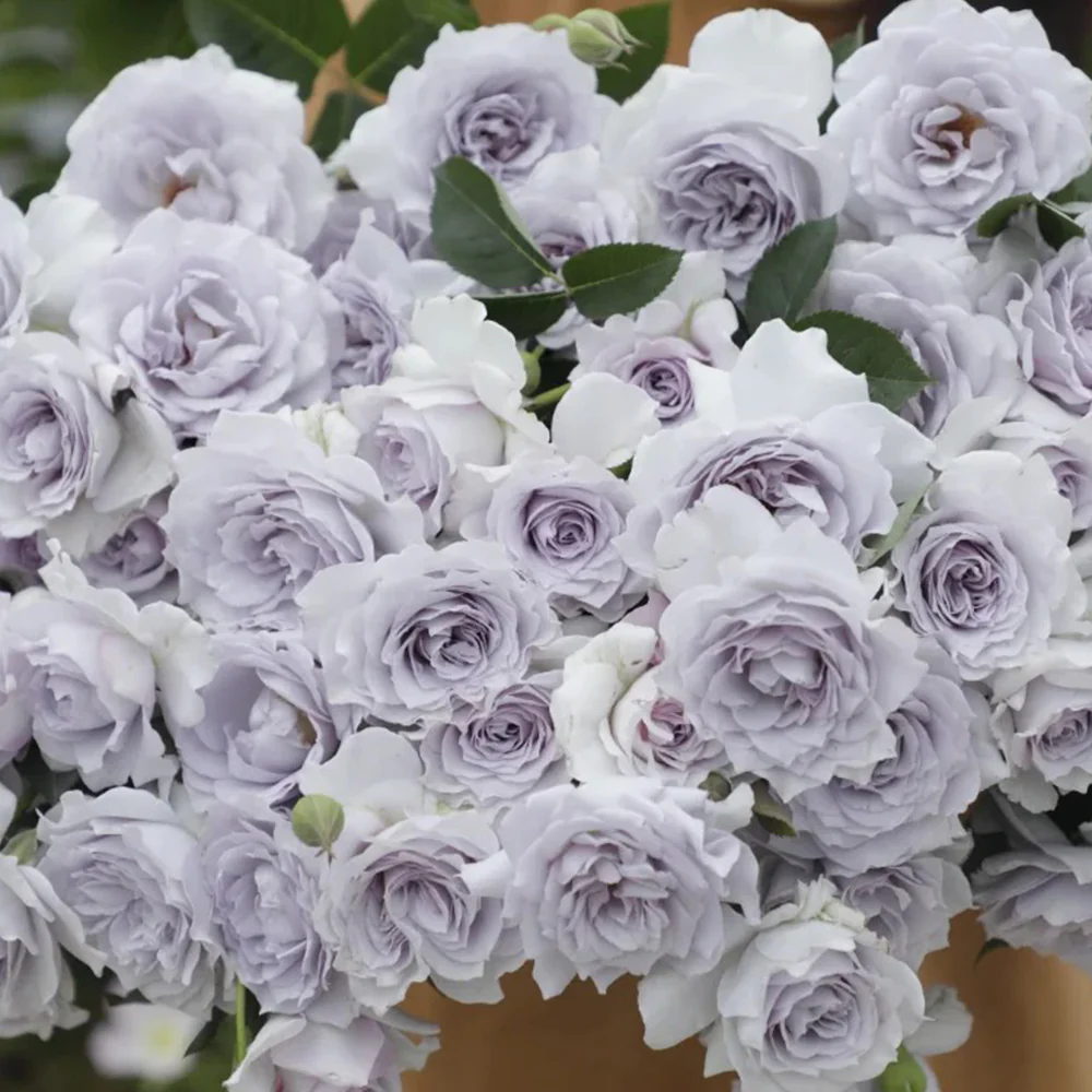 Jise | 霁色 | Chinese Florist Shrub Rose | Heat and disease resistant | Own root from Tianlang