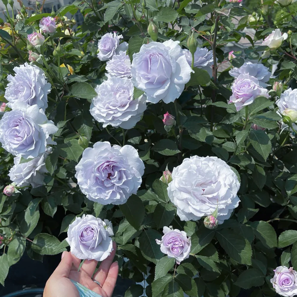 Jise | 霁色 | Chinese Florist Shrub Rose | Heat and disease resistant | Own root from Tianlang