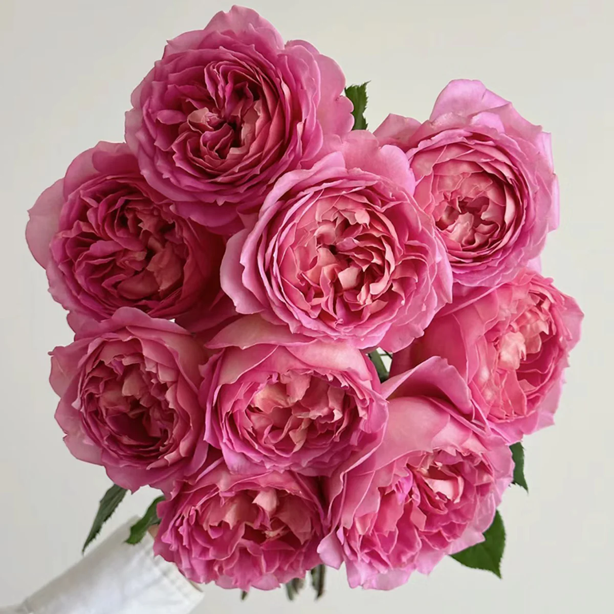 AUShunter | English Garden Shrub Rose | Strong fruity fragrance | Large bloom | Own root