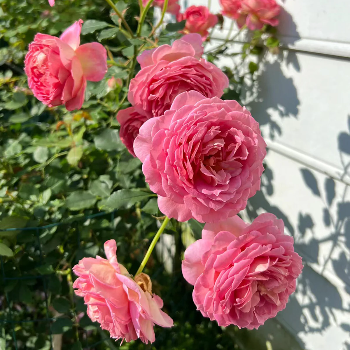 AUShunter | English Garden Shrub Rose | Strong fruity fragrance | Large bloom | Own root